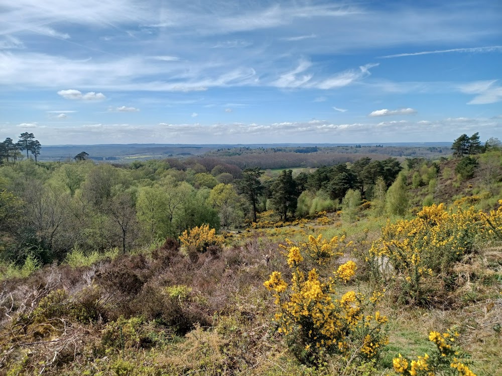 National Trust- Black Down