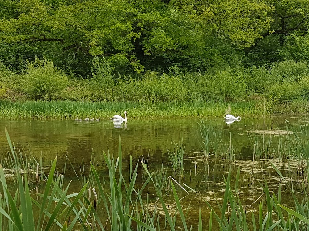 National Trust – Bookham Commons