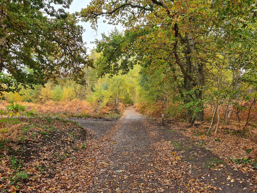 National Trust – Witley and Milford Commons