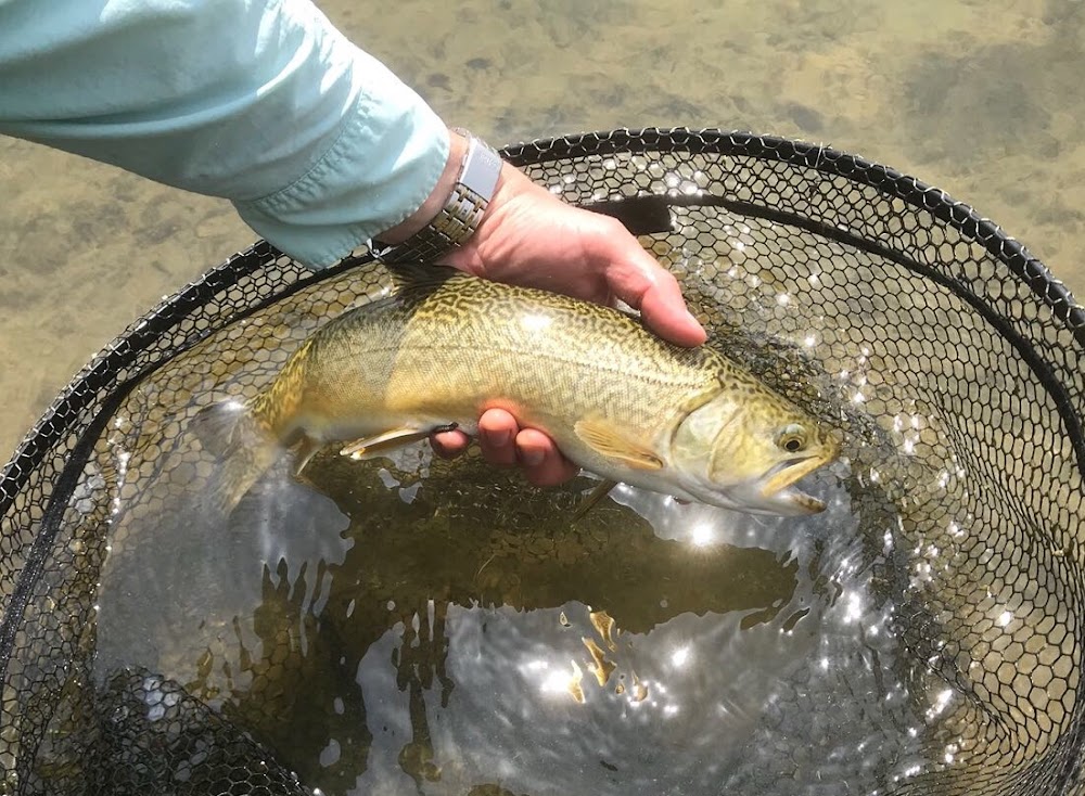 Thornwood Springs Trout Fishery